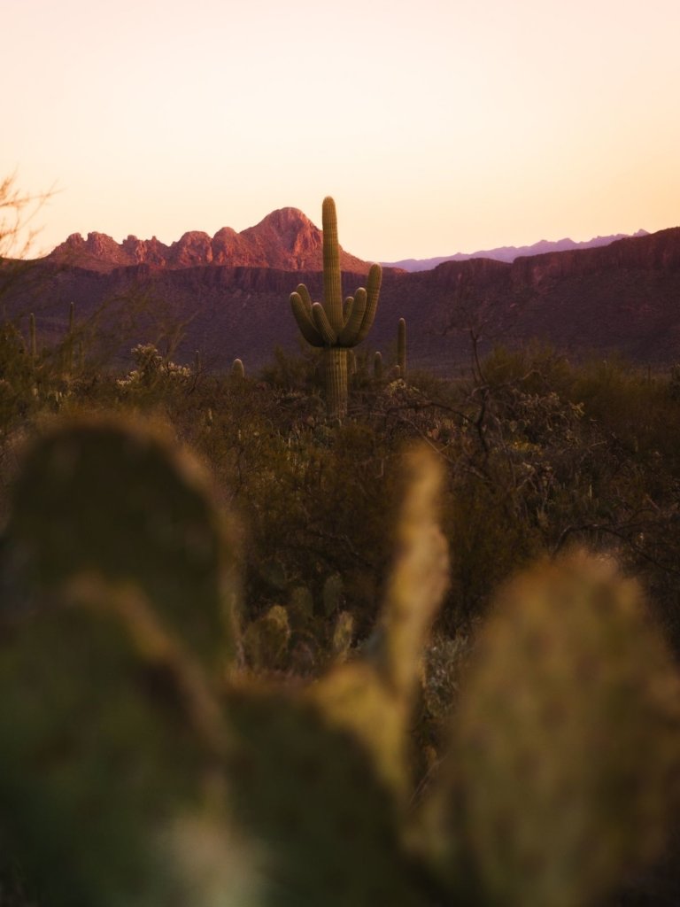 A prickly pear, a saguaro, and mountains in the distance.