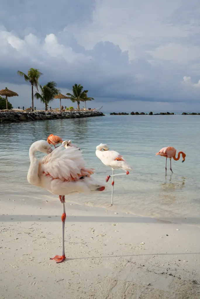 Flamingo Beach, one of the best beaches in Aruba!