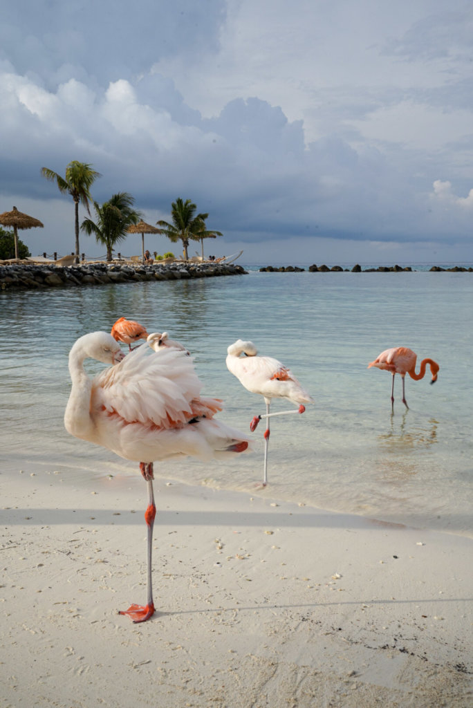 Flamingo Beach, one of the best beaches in Aruba!