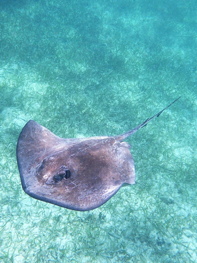 A stingray underwater in one of the best beaches in Aruba!