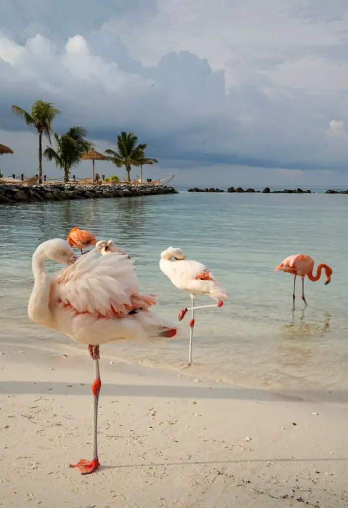 A Complete Aruba Travel Guide - flamingos on the beach.