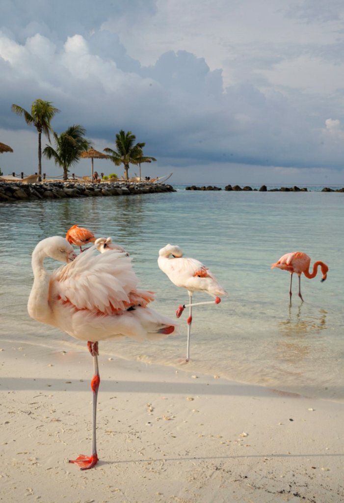 The flamingos in the clear blue water.