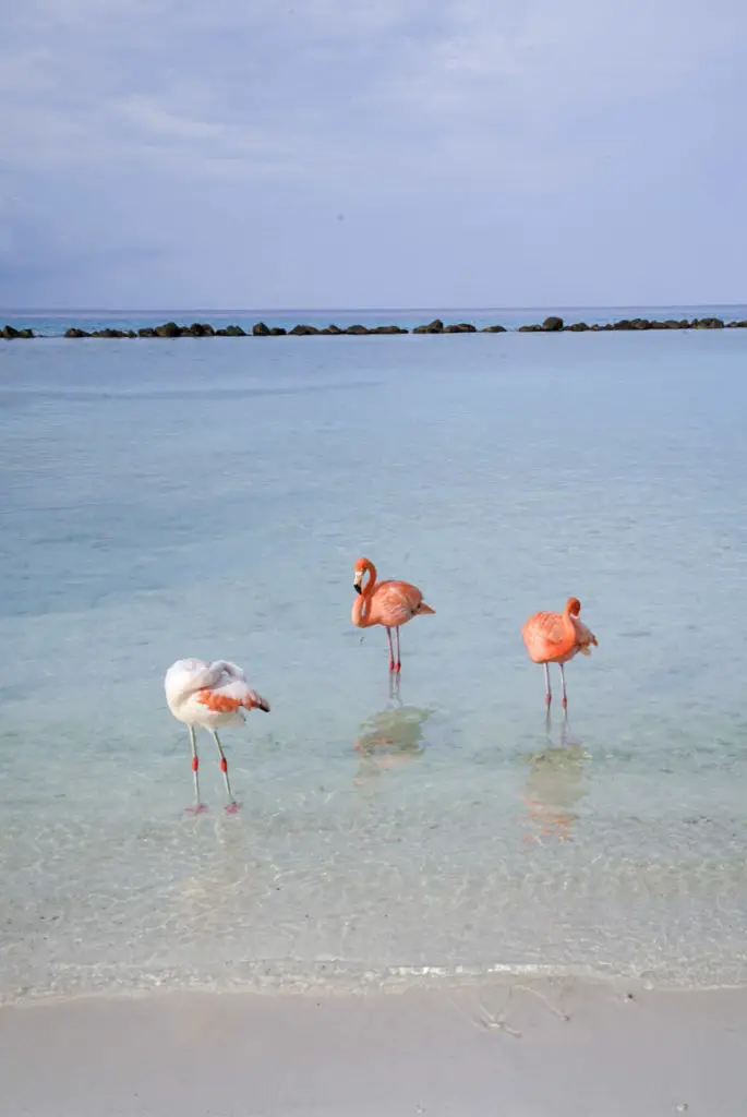 Pink flamingos on Flamingo Beach, Aruba on Renaissance Island.