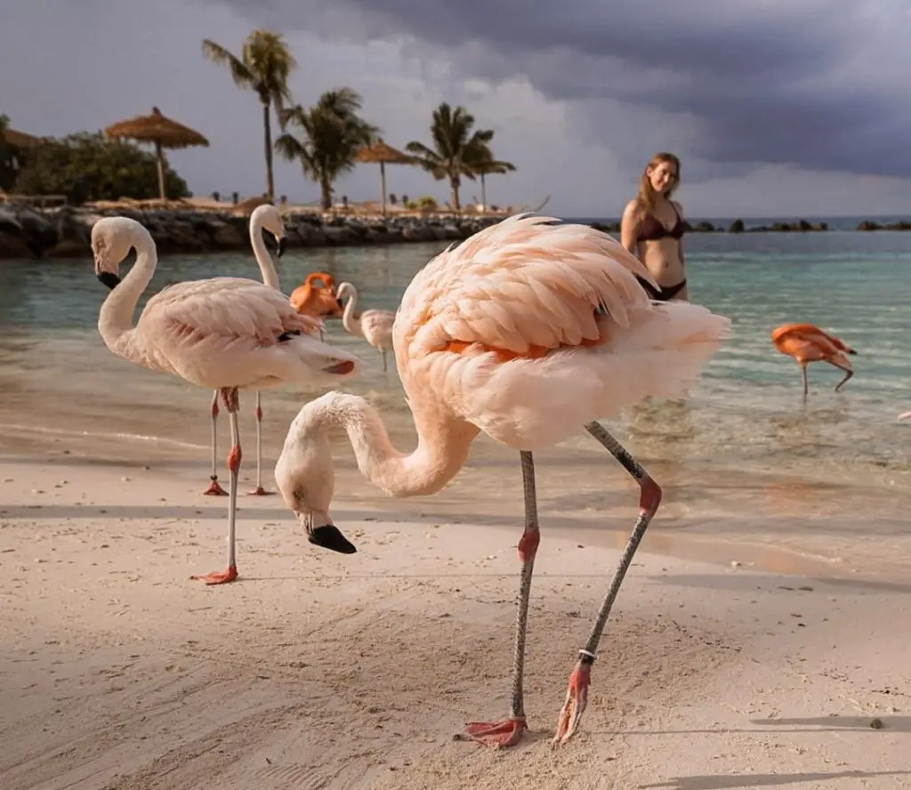 Monica in between the flamingos on Flamingo Beach, Aruba - Renaissance Island.
