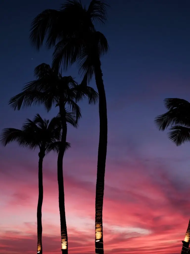 Is Aruba safe at night?  Palm trees after sunset.