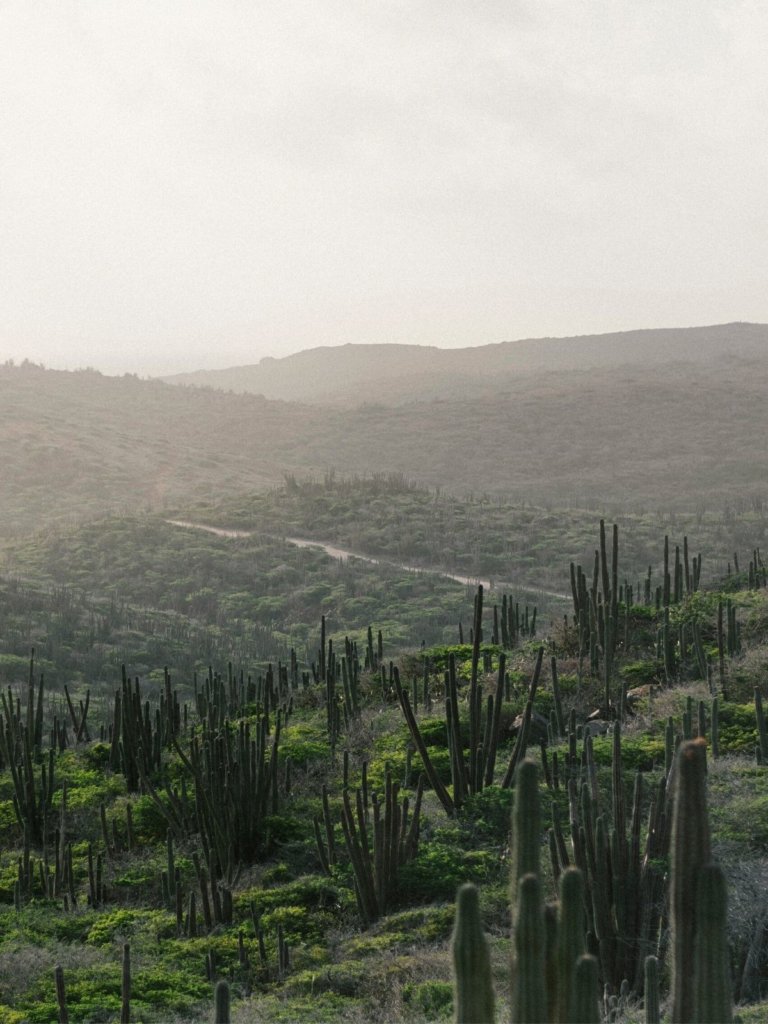 The cactus-covered geography of Aruba's desert landscape.