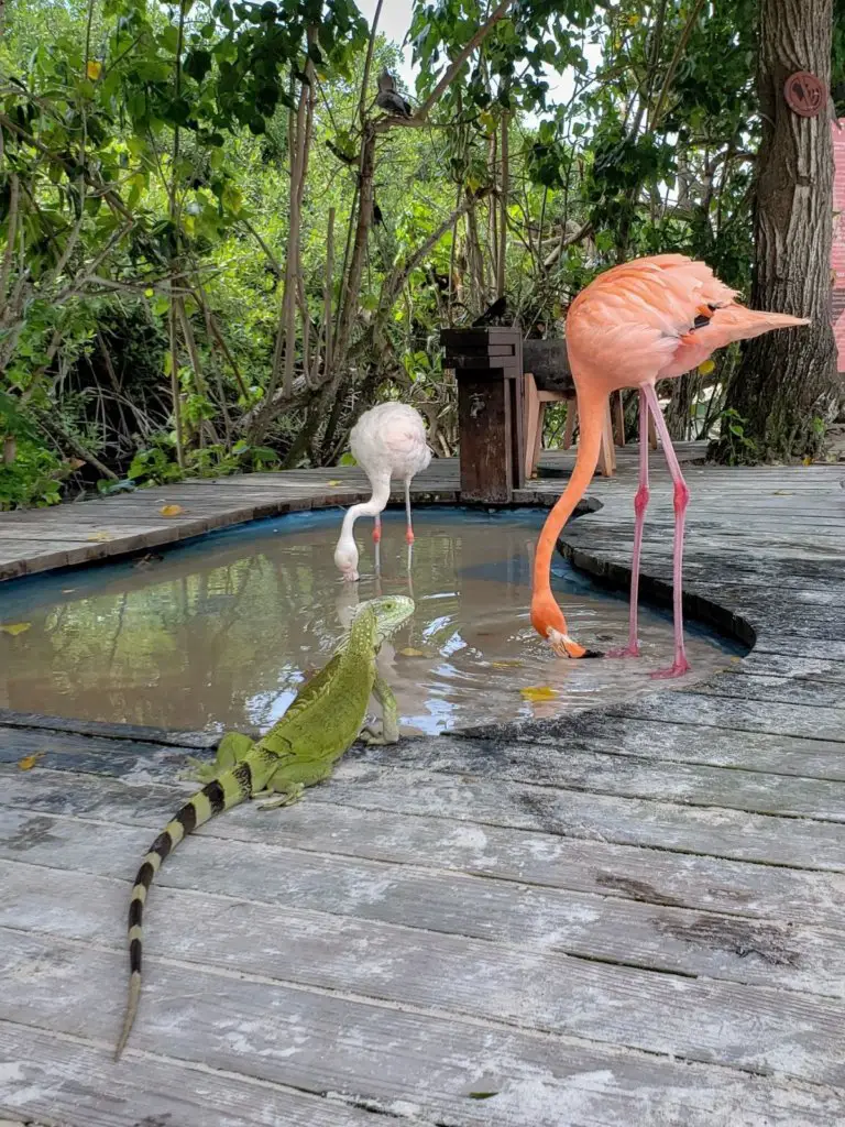 Flamingos and iguanas at Renaissance Island, Unique Things to Do in Aruba.