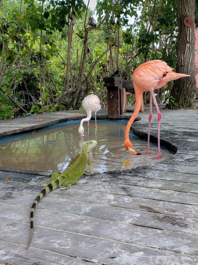 Flamingos and iguanas!  As seen when Visiting Flamingo Beach, Aruba on Renaissance Island.