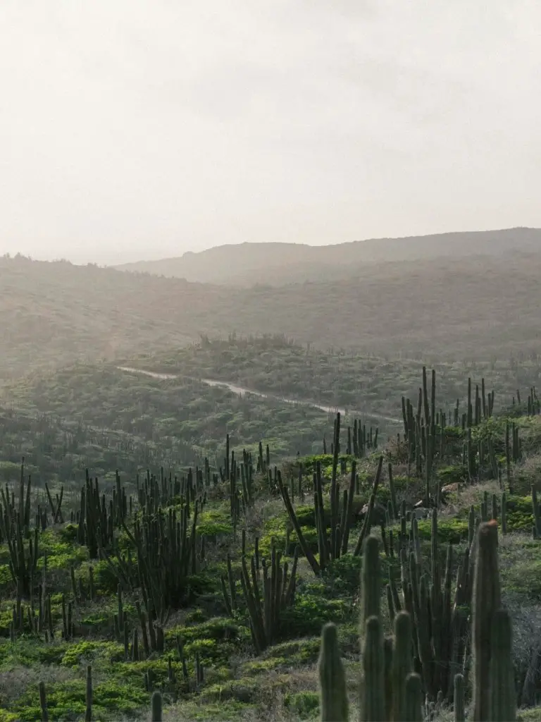 The cactus-filled views when Visiting Arikok National Park.