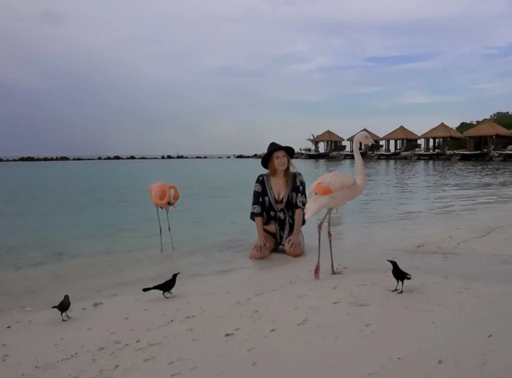 Hanging out with flamingos - an experience you have when Visiting Flamingo Beach, Aruba on Renaissance Island.