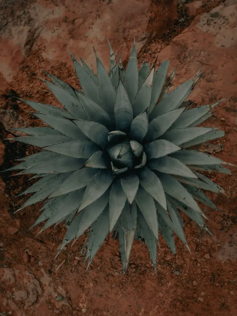 A dusty-green colored Agave plant on red soil.