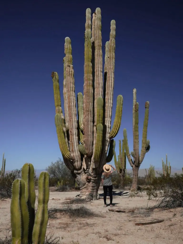 Monica in front of a giant cardon cactus in San Felipe, Mexico - one of the best weekend trips from San Diego.