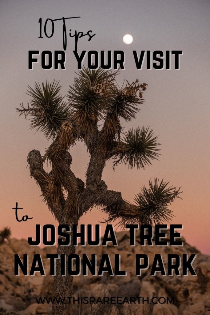 10 Tips on Visiting Joshua Tee National Park Pinterest Pin.