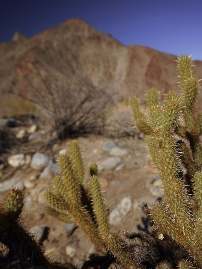 Colorful cactus seen while Hiking the Anza Borrego Palm Canyon Trail.