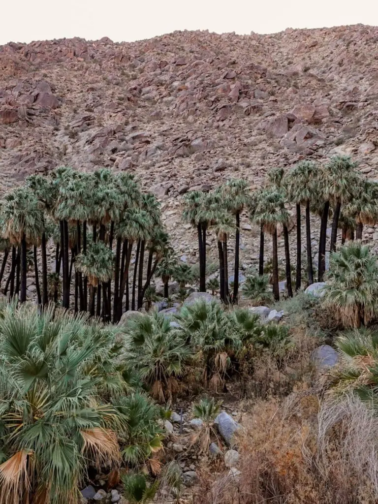 The palm trees with burned trunks seen while Hiking the Anza Borrego Palm Canyon Trail.
