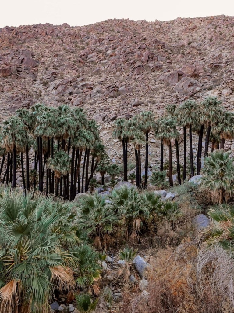 The palm trees with burned trunks seen while Hiking the Anza Borrego Palm Canyon Trail.