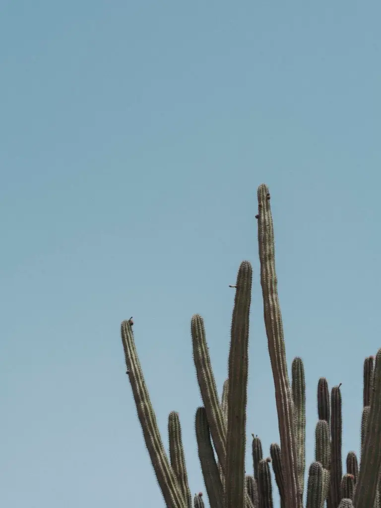 Tall cacti against the blue sky.