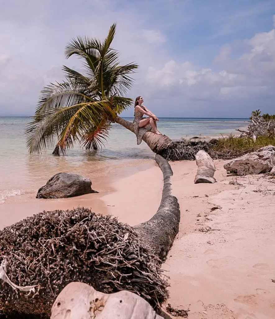 Monica ona  palm tree in San Blas, one of the best places to visit in Panama.