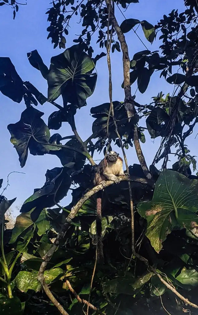 A tamarind monkey in the trees, seen on a boat tour - one of The Best Things to Do in Panama City, Panama.