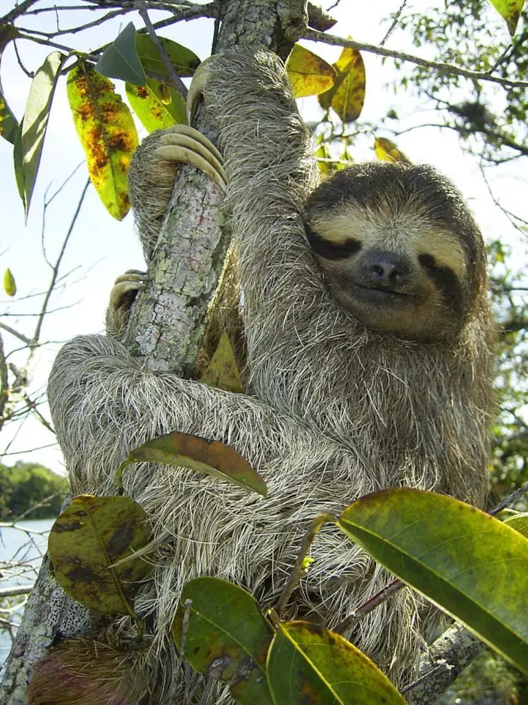 A sloth just outside of Panama City on a hiking trail.