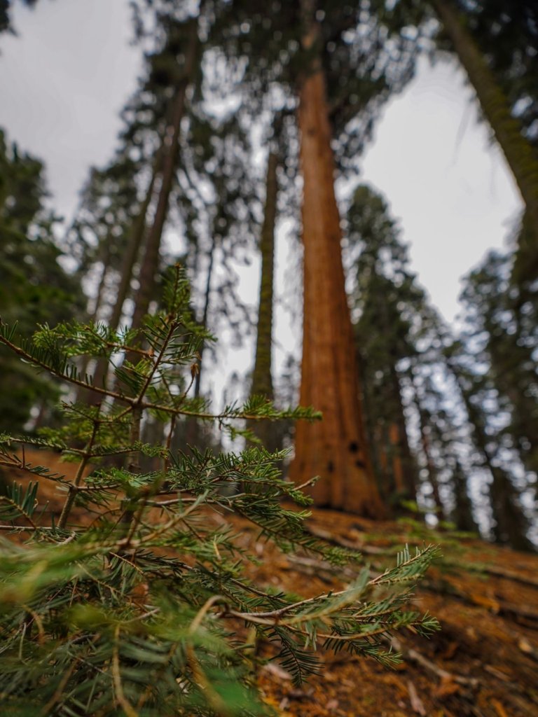 A new tree growth on the floor, under a giant Sequoia - A Complete Travel Guide to Sequoia National Park.