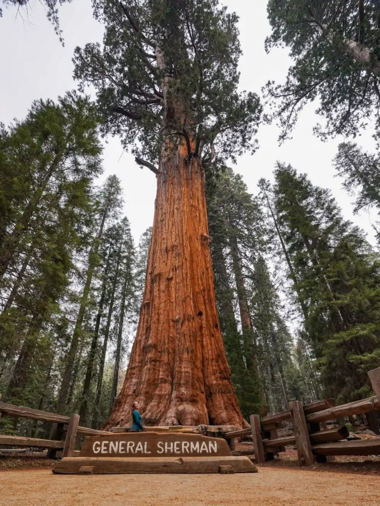 Monica in front of the gigantic General Sherman tree - A Complete Travel Guide to Sequoia National Park.