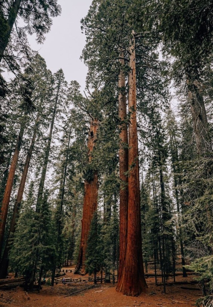 Tall sequoias seen while hiking Congress Trail, one of The Best Things To Do in Sequoia National Park.