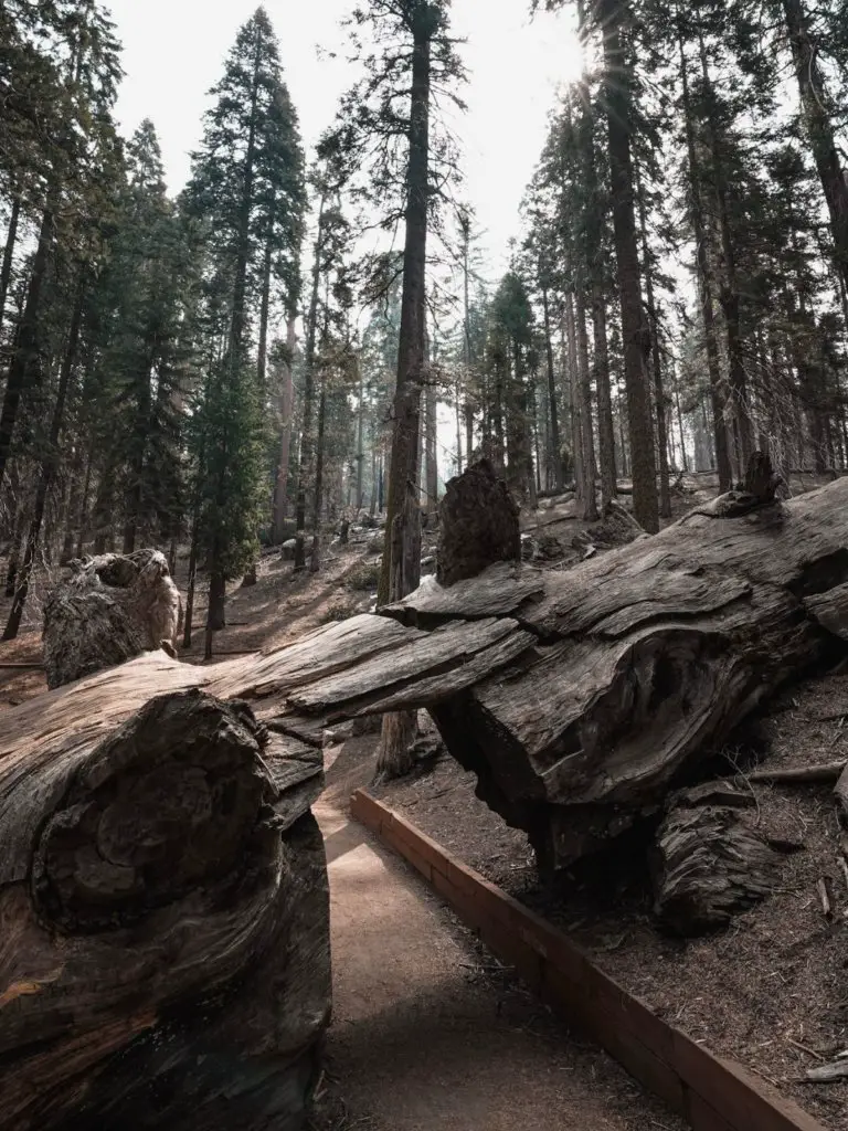 The tunnel log on Congress Trail, one of The Best Things To Do in Sequoia National Park.