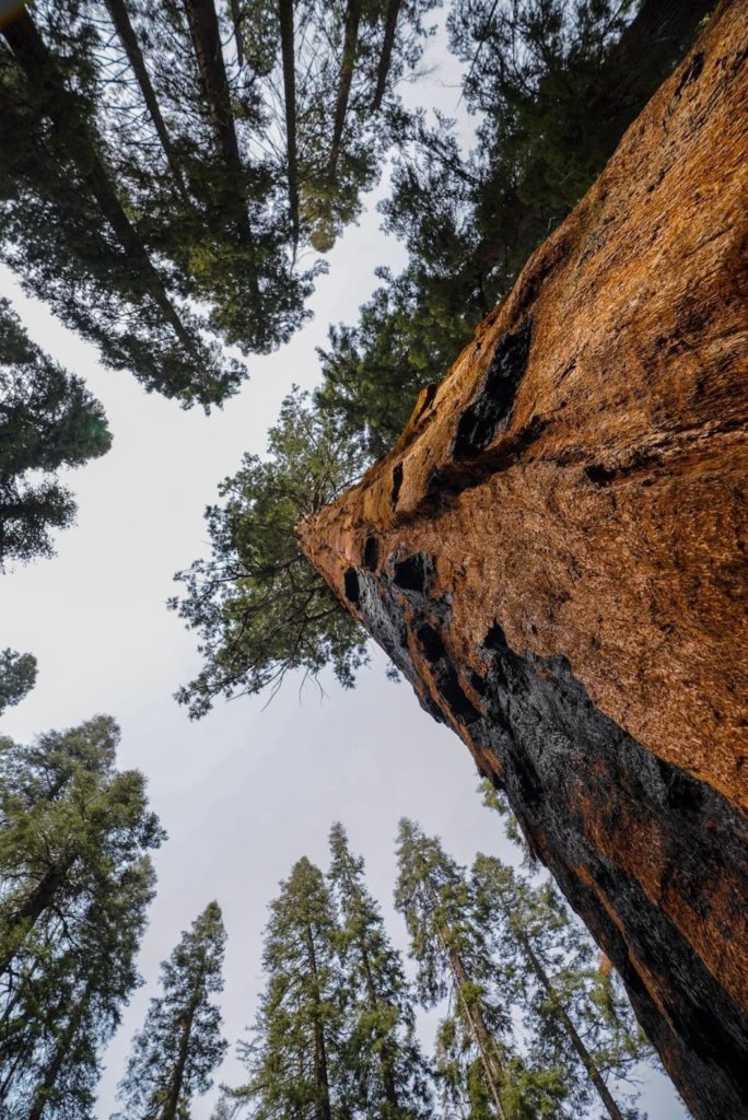 Tall Sequoia trees up in the sky - one of the best places to visit in Sequoia National Park.