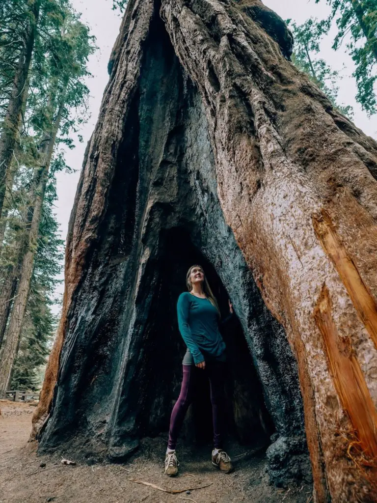 Monica exploring the burned interior of a tree at Sequoia National Park. The Best Things To Do in Sequoia National Park.