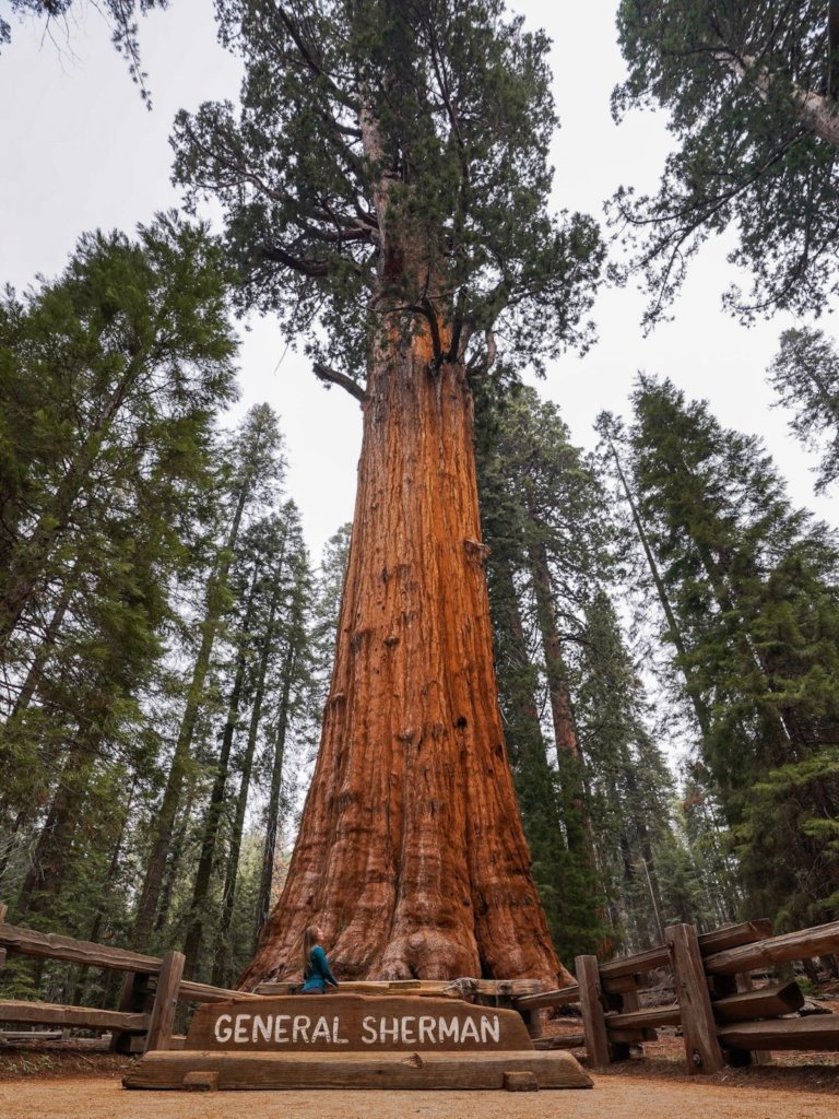 General Sherman tree, one of The Best Things To Do in Sequoia National Park.