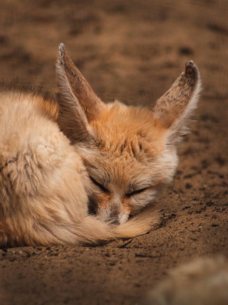 See the animals at the Living Desert Zoo - one of the best Palm Springs Activities and Things to Do.