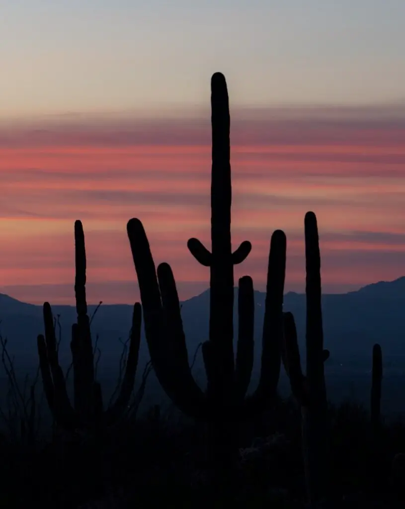 Cactus silhouettes in front of the pink sunset in Arizona.