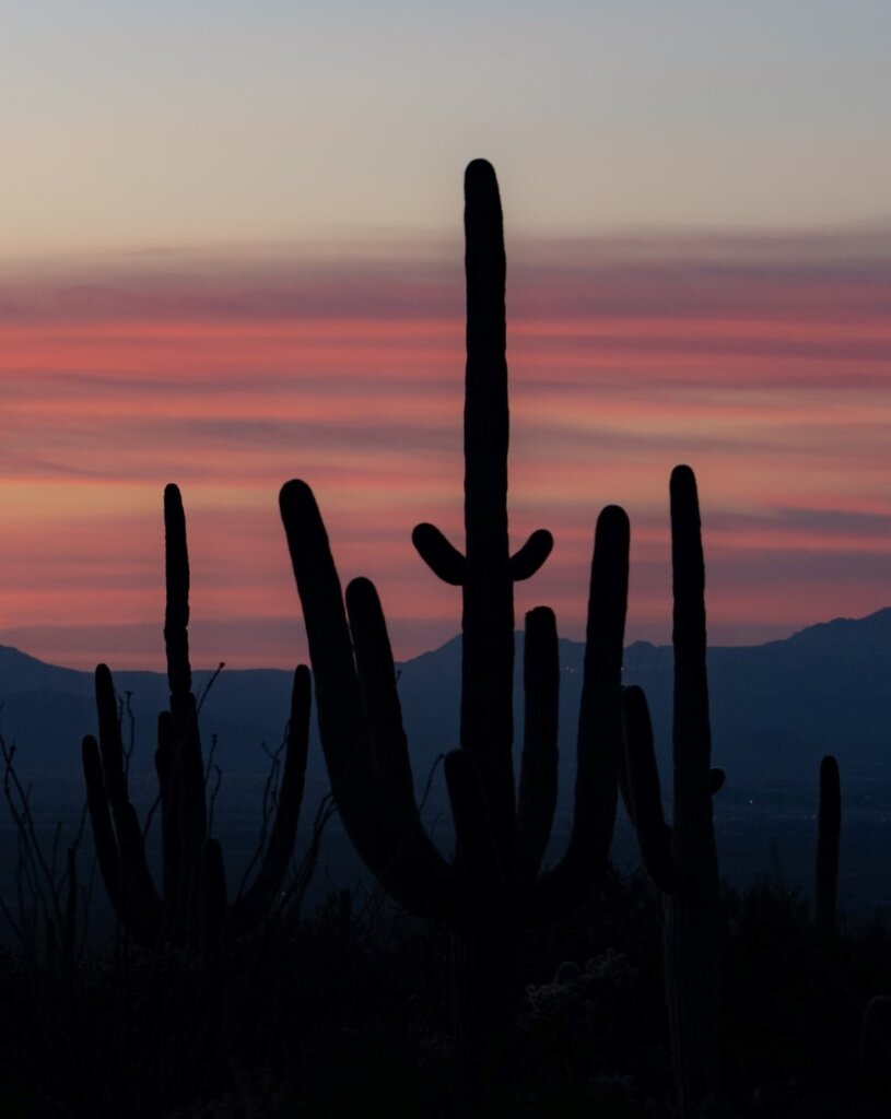 Cactus silhouettes in front of the pink sunset in Arizona.