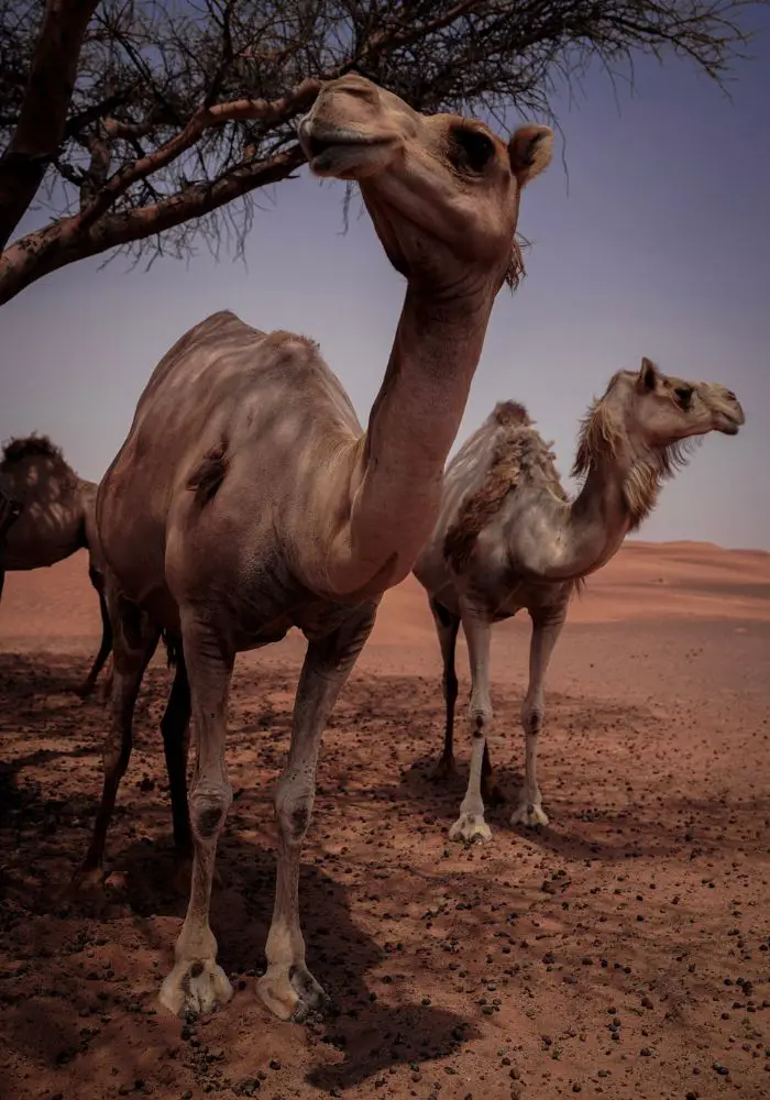 Camels in the desert - Is It Safe to Travel to Dubai as a Solo Female?