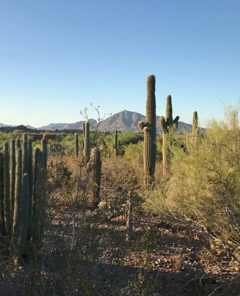 Saguaros in the wild at Papago Park, a must-see place on your Phoenix things to do list.