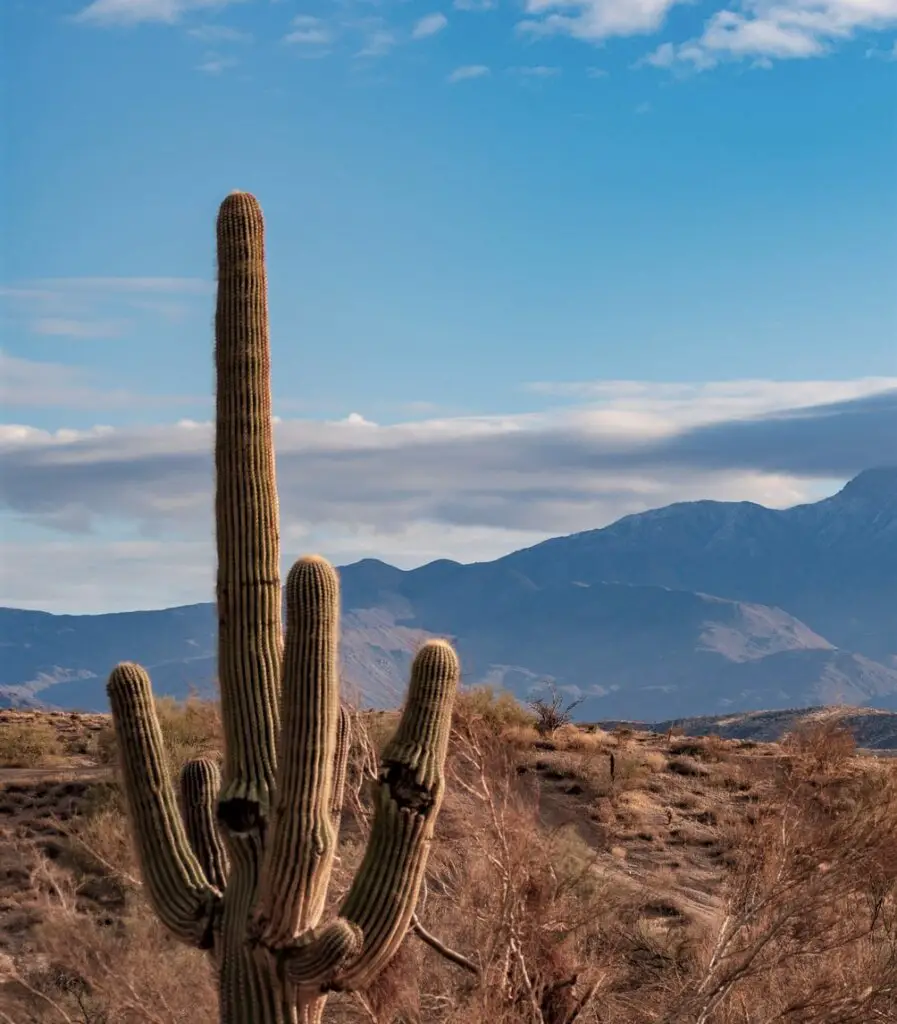 An Arizona landscape featuring purple mountains and weathered saguaros.