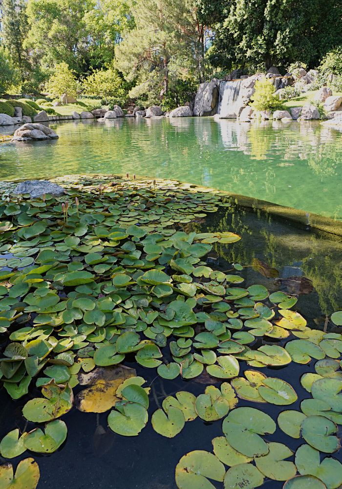 Green lily pads at the Japanese Friendship Garden, one of one of The Best Things to Do in Phoenix.