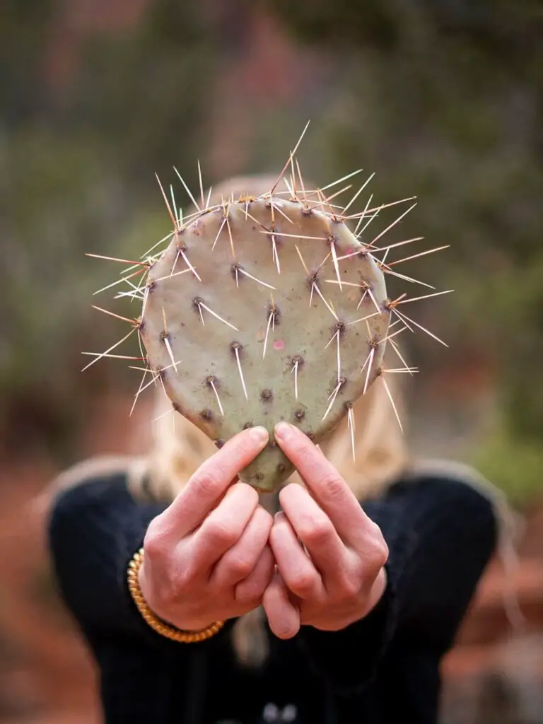 A prickly pear cactus carefully held in two hands - you will see these cacti on your One Day in Sedona!