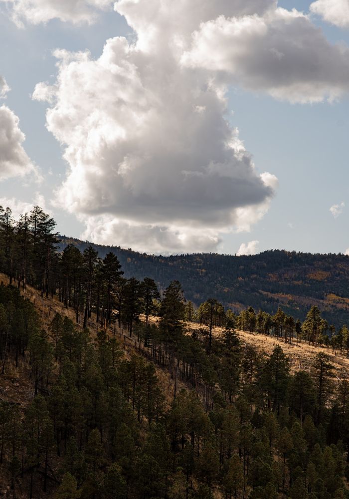 Pine tree covered-hillsides in Flagstaff, one of The Best Day Trips From Phoenix, Arizona.