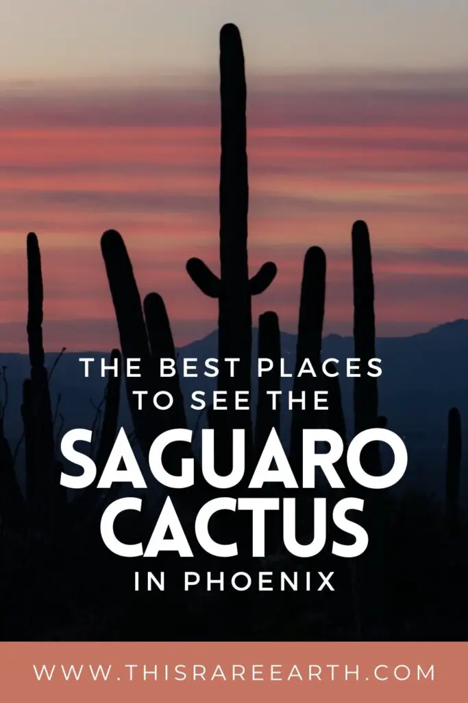 Where to See the Saguaro Cactus in and Near Phoenix pinterest pin.