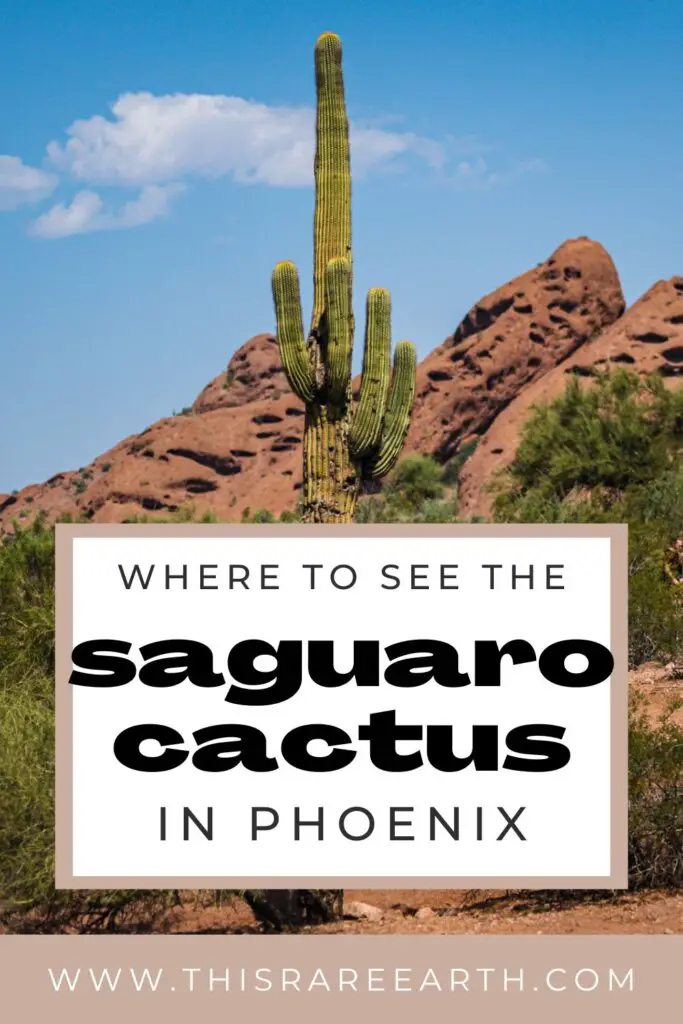 Where to See the Saguaro Cactus in and Near Phoenix pinterest pin.