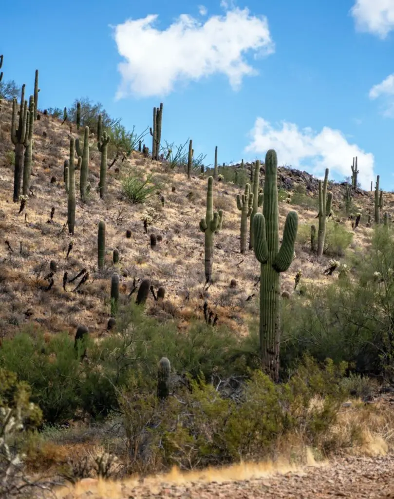 Saguaros covering the hillside at one of the best places to See the Saguaro Cactus in and Near Phoenix.