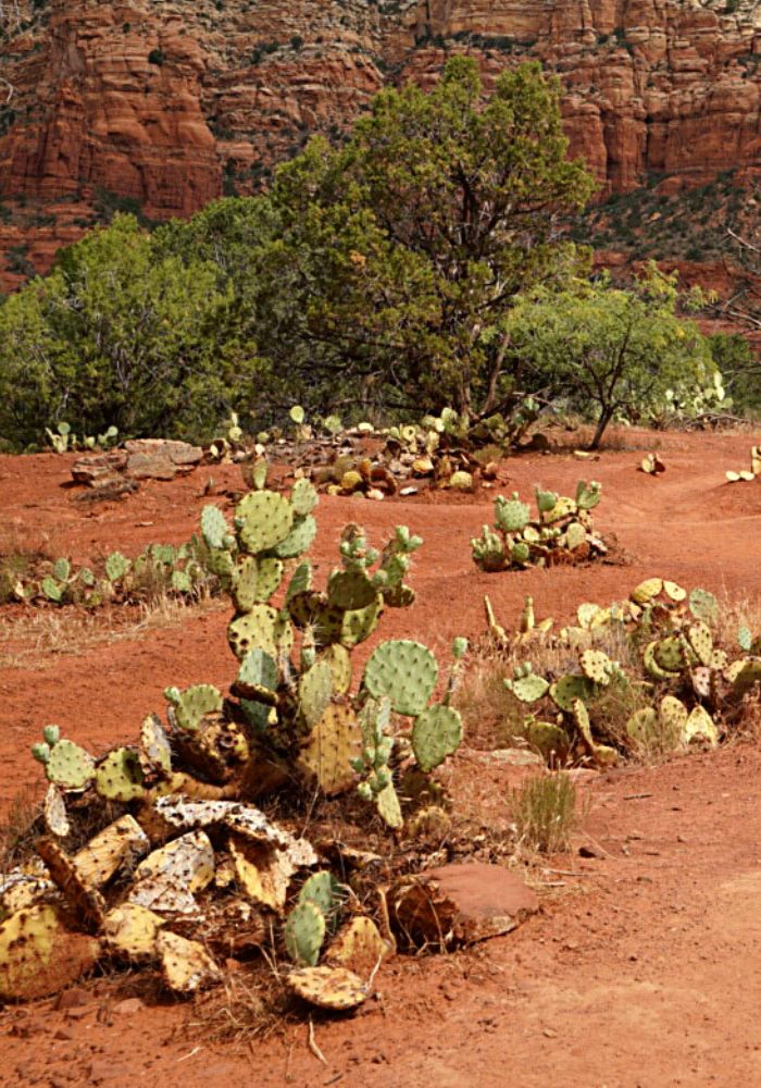 Green prickly pear cacti and orange dirt on an easy Sedna hiking trail in summer.