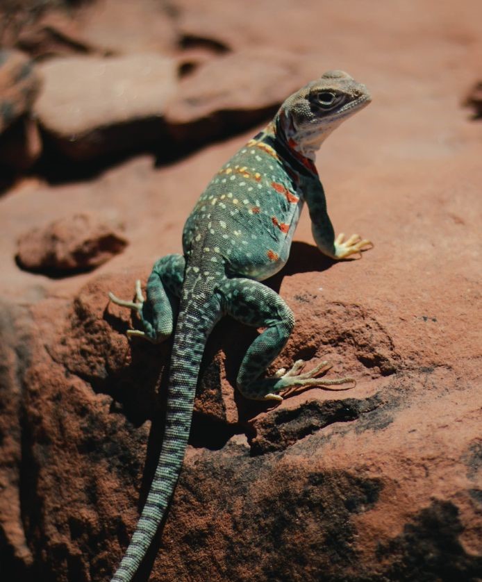 A green lizard on an easy Sedona hiking trail.