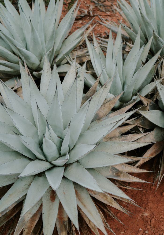 Succulent plant life on an Easy Sedona Hike.