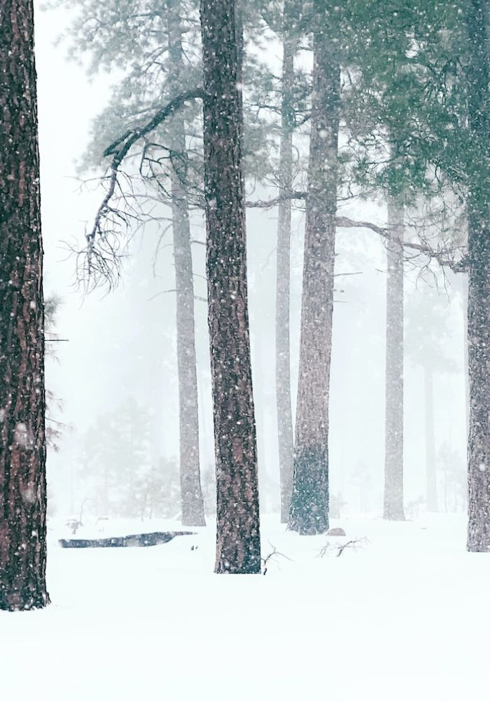 Fresh snow falling in Flagstaff Arizona.