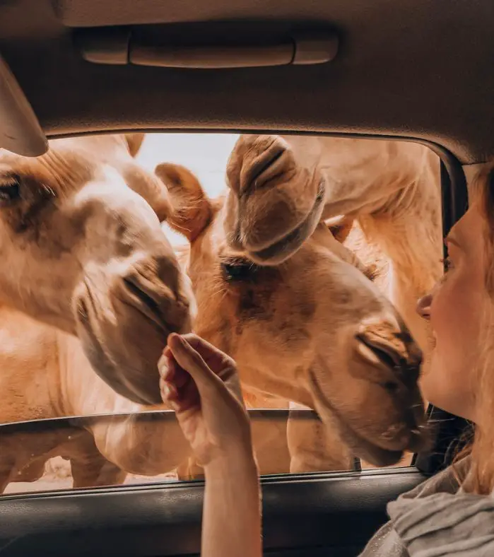 Three camels sticking their noses into the car - Solo Female Taxi Safety Tips .