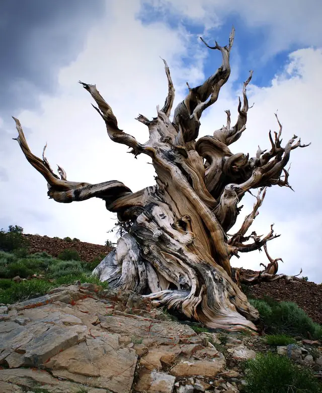 A Bristlecone Pine in Great Basin - one of the National Parks near Las Vegas.
