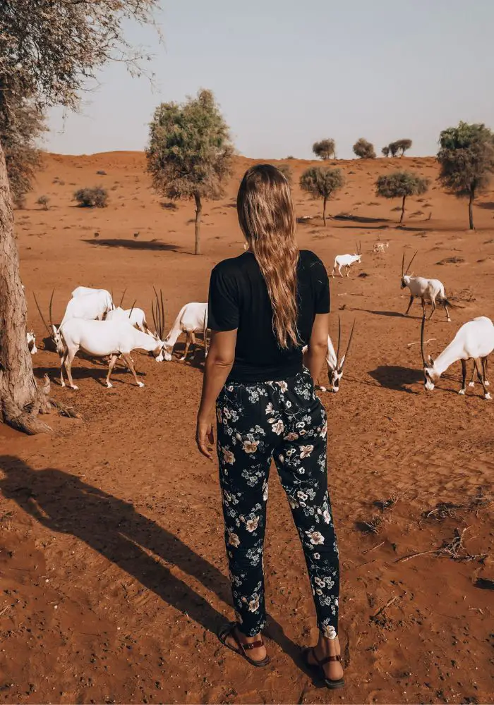 Monica next to a group of Oryx at Al Wadi Desert - one of the best Places to Visit in Ras Al Khaimah.